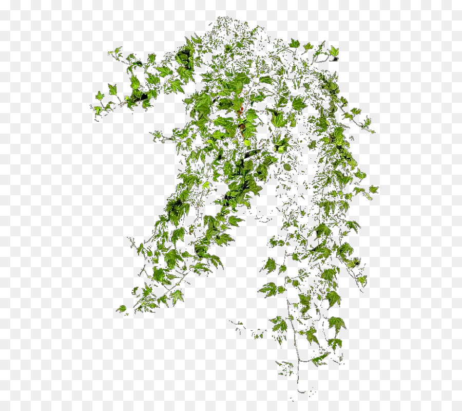 Populus Nigra，árbol PNG