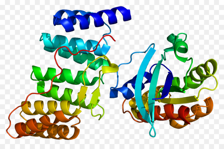 Estructura De La Proteína，Molécula PNG