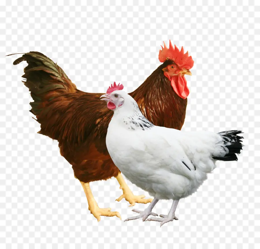 Gallo Y Gallina，Aves PNG