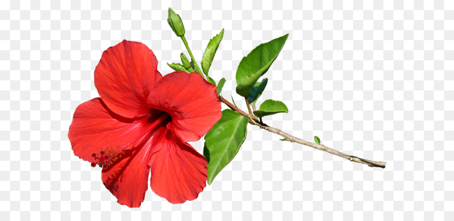 Flor Roja，Pétalos PNG