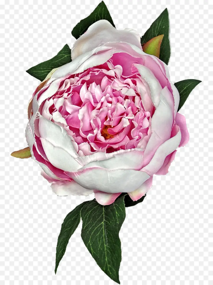 Peonía，Rosa PNG