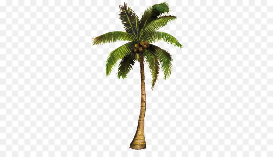 Arecaceae，Coco PNG