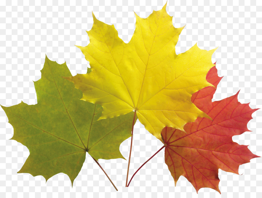 Hojas De Otoño，Caer PNG