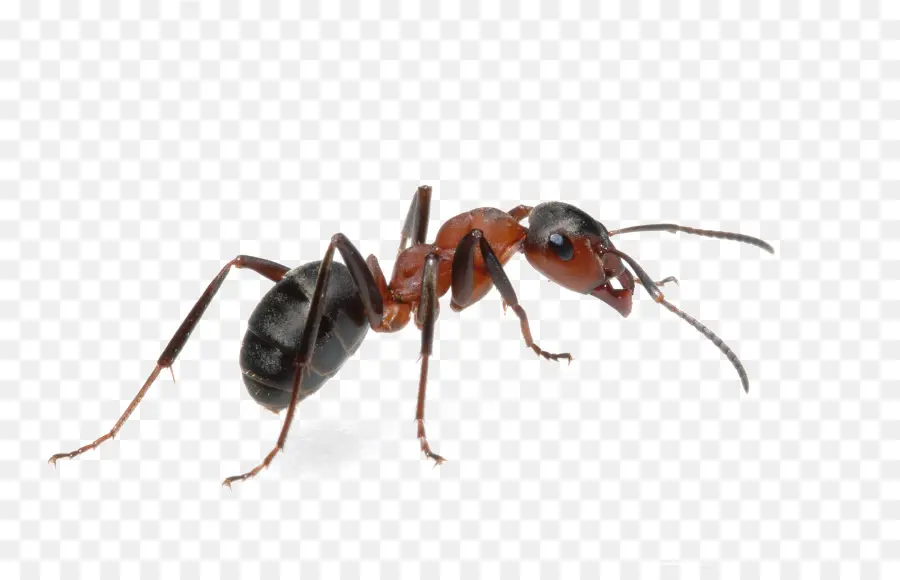 Ant，Tapinoma Sésiles PNG
