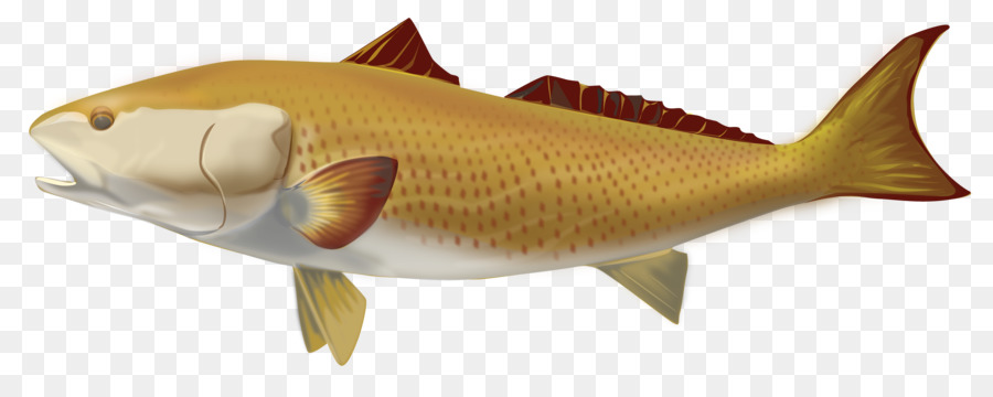 Los Productos De Pescado，Los Peces PNG