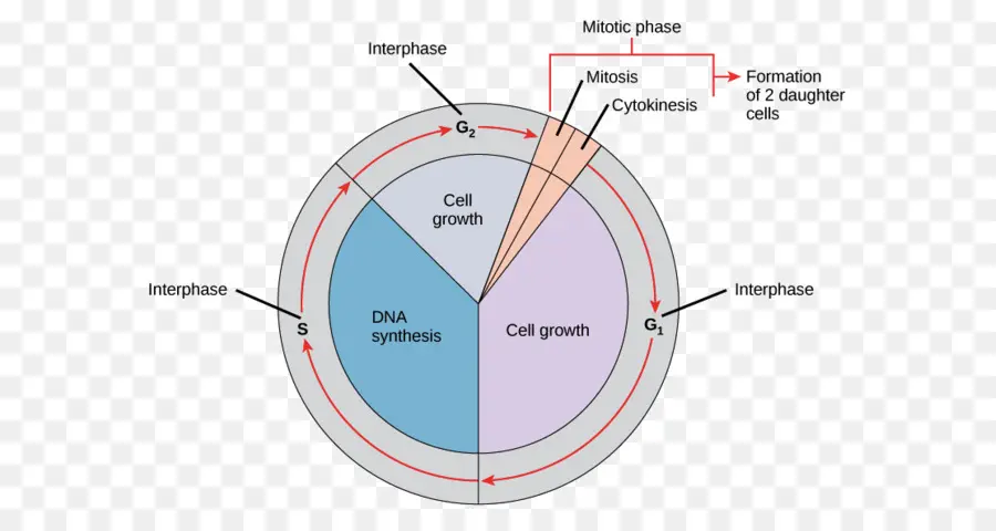 La Mitosis，Ciclo Celular PNG