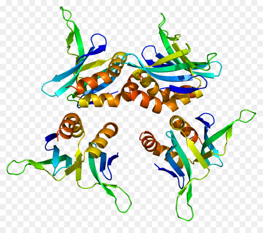 Estructura De La Proteína，Biología PNG