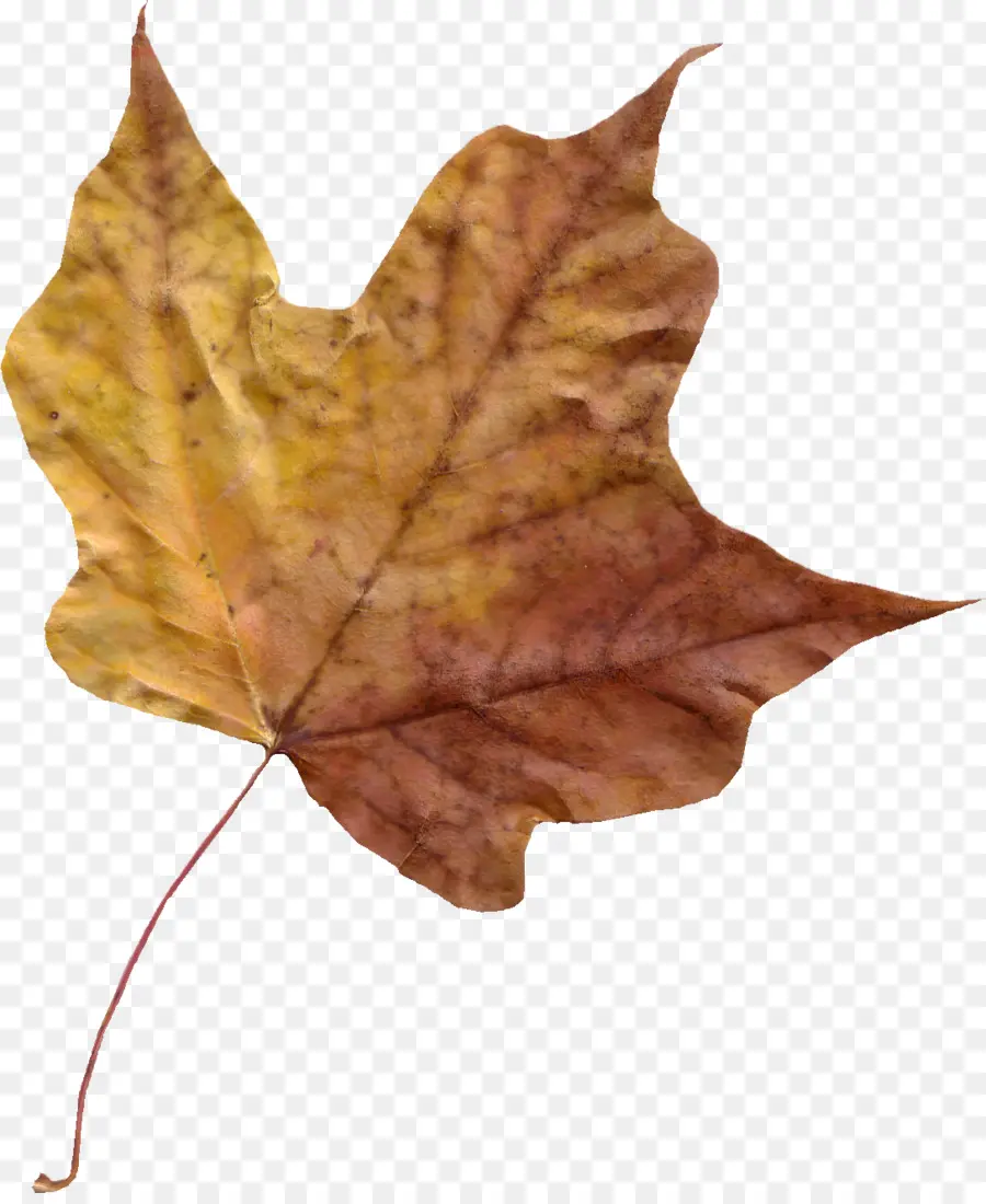 Hojas De Otoño，Caer PNG