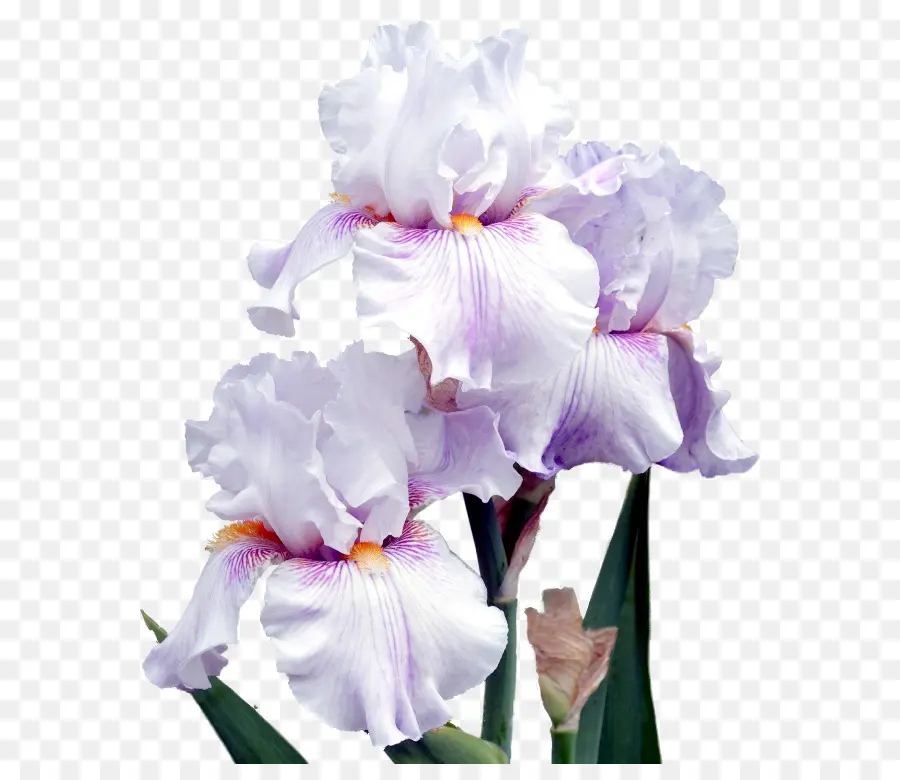 Los Lirios，Flor PNG