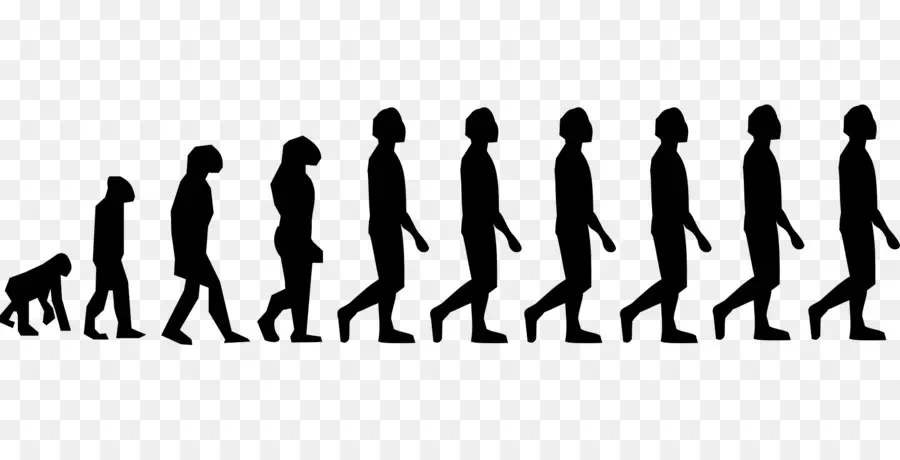 La Evolución Humana，El Homo Sapiens PNG