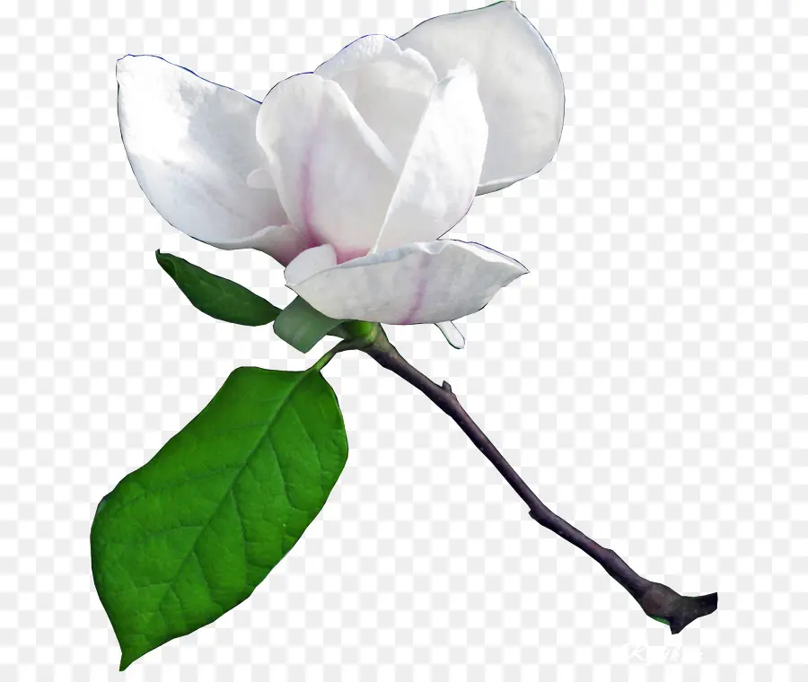 Flor，Blanco PNG