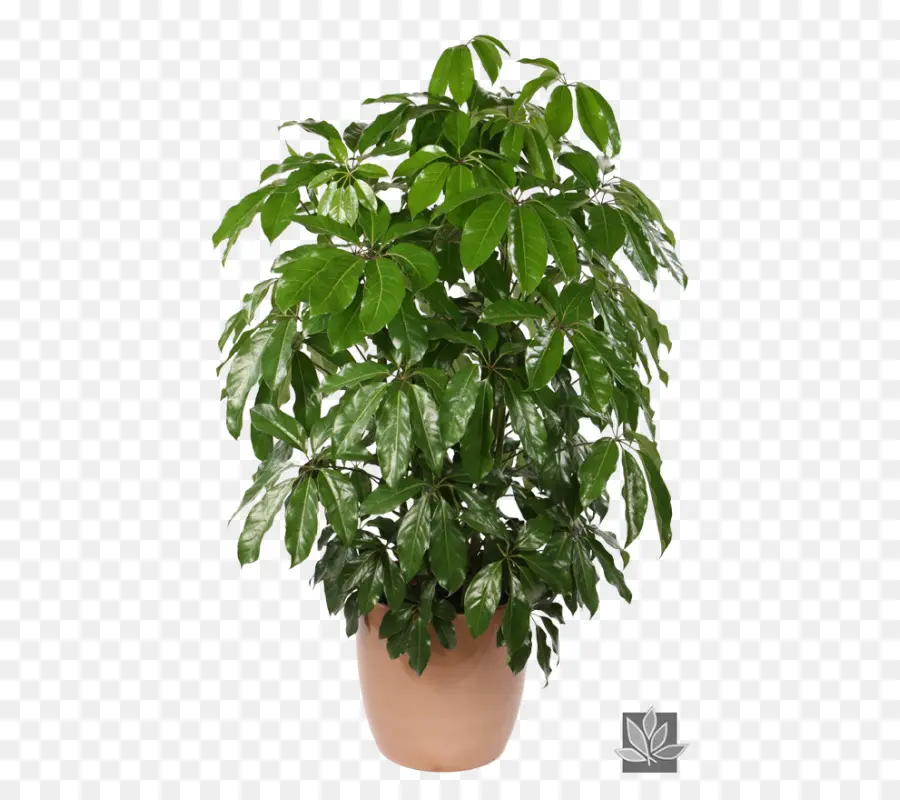 Schefflera Arboricola，Schefflera Actinophylla PNG