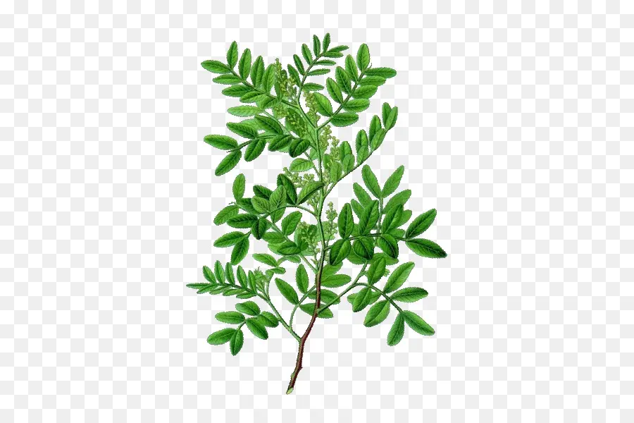 Planta，Pistacia Lentiscus PNG