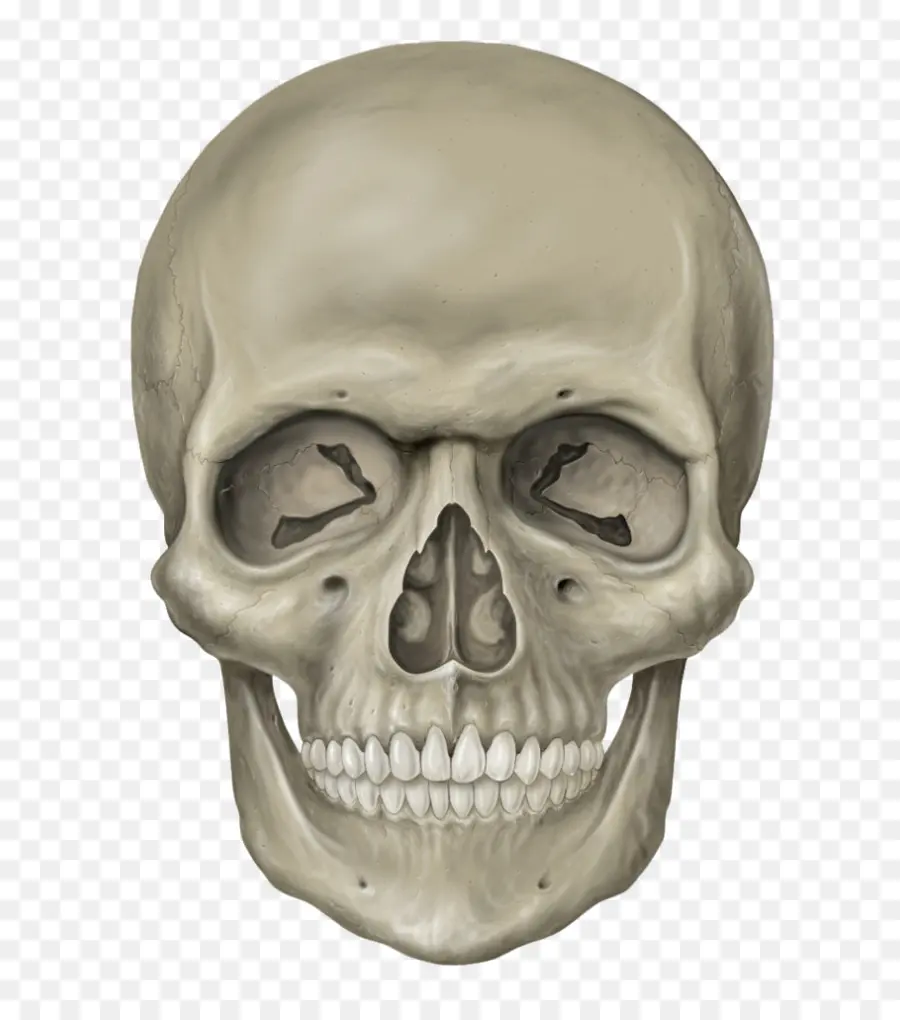 Cráneo，Esqueleto Humano PNG