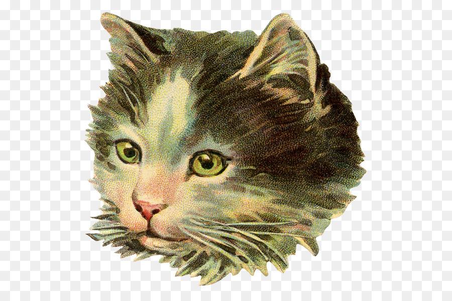 Gato Negro，Felino PNG