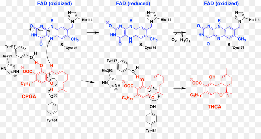 ácido Tetrahidrocannabinólico Sintasa，ácido Tetrahidrocannabinólico PNG