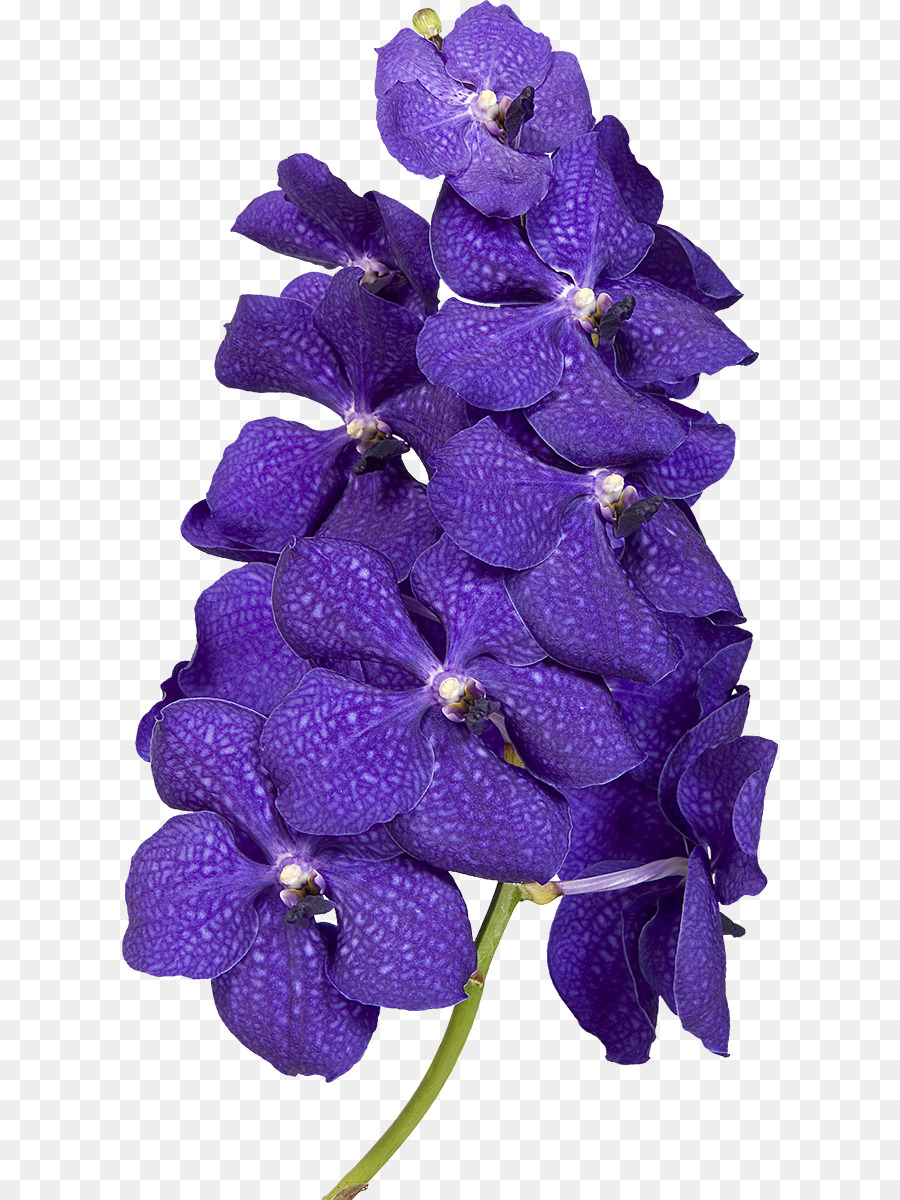 Flores Moradas，Florecer PNG