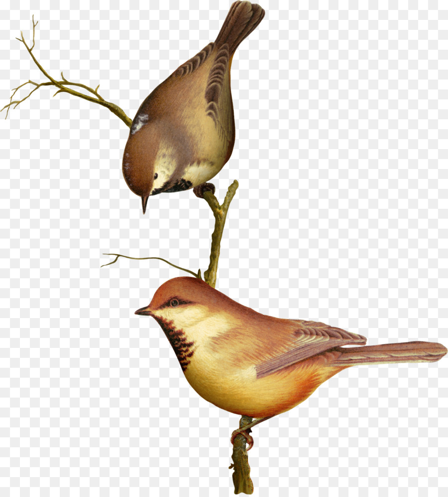 Pájaro，La Primavera PNG