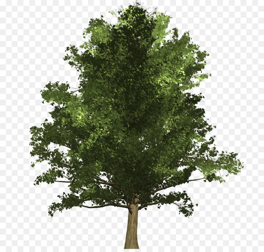 Árbol，Hojas PNG