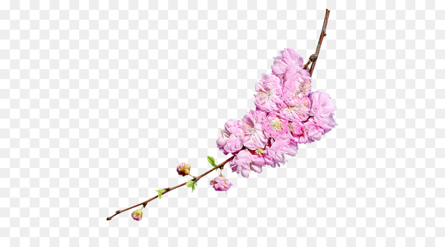 De Los Cerezos En Flor，Flor PNG