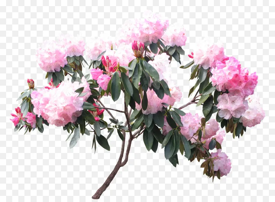 Rododendro，Planta PNG