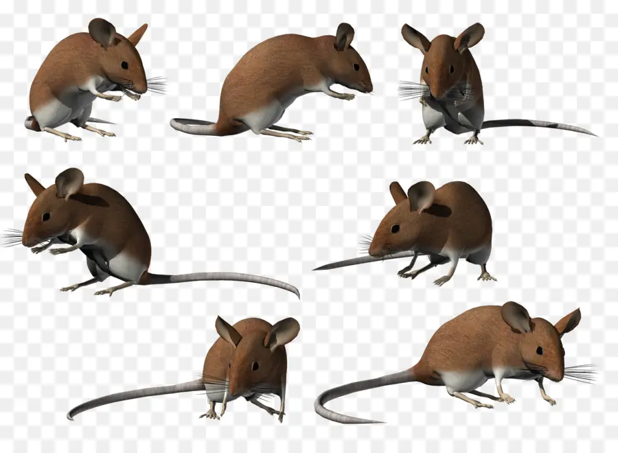 Ratones，Roedores PNG