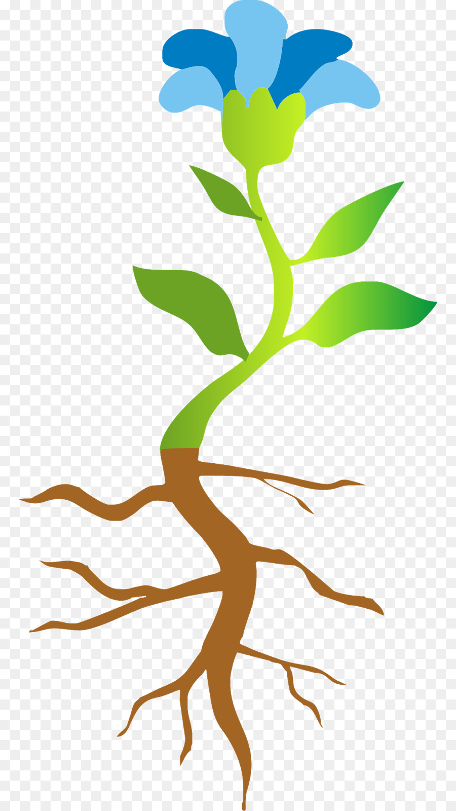 Planta，Epifito PNG