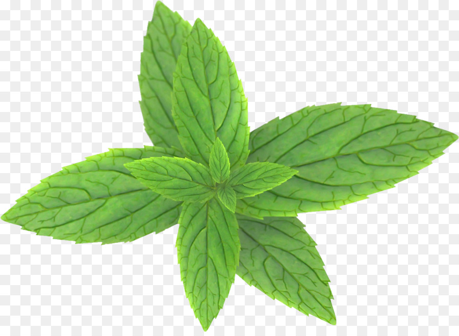 Hojas De Menta，Hierba PNG