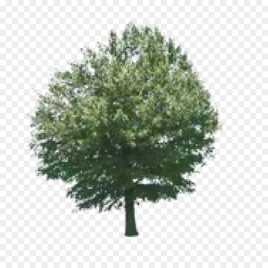 árbol，Juego Educativo PNG