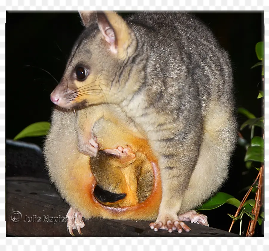 Zarigüeya，Marsupial PNG