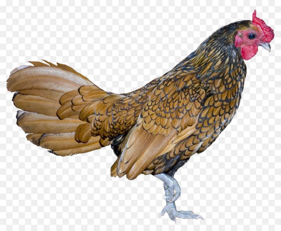 Gallo，Pájaro PNG