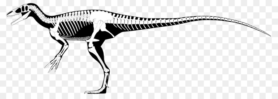 Megaraptor，Australovenator PNG