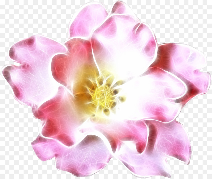 Rosa，Floración PNG