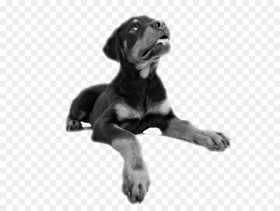 Cachorro，Rottweiler PNG