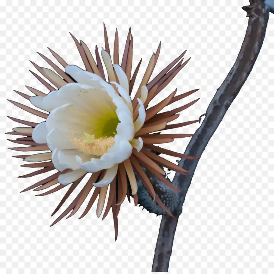 Flor，Florecer PNG