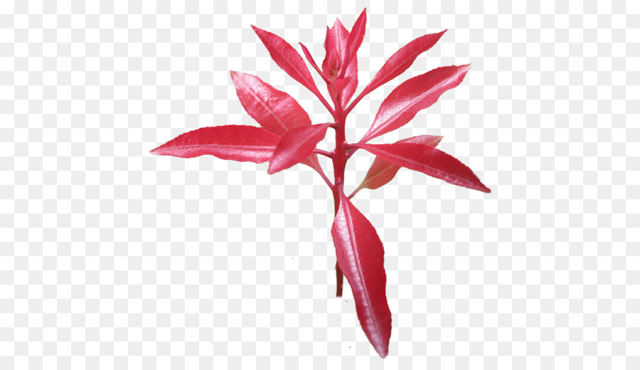 Hoja，Flor PNG