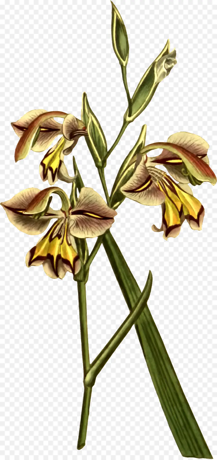 Orquídea，Flor PNG