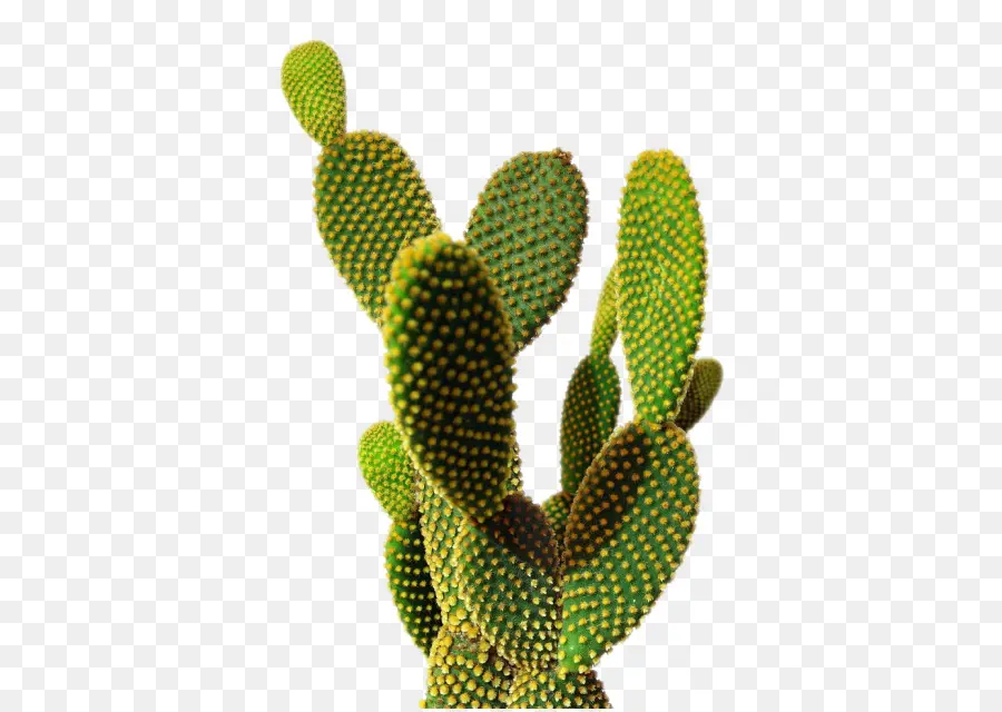 Cactaceae，Fondo De Escritorio PNG