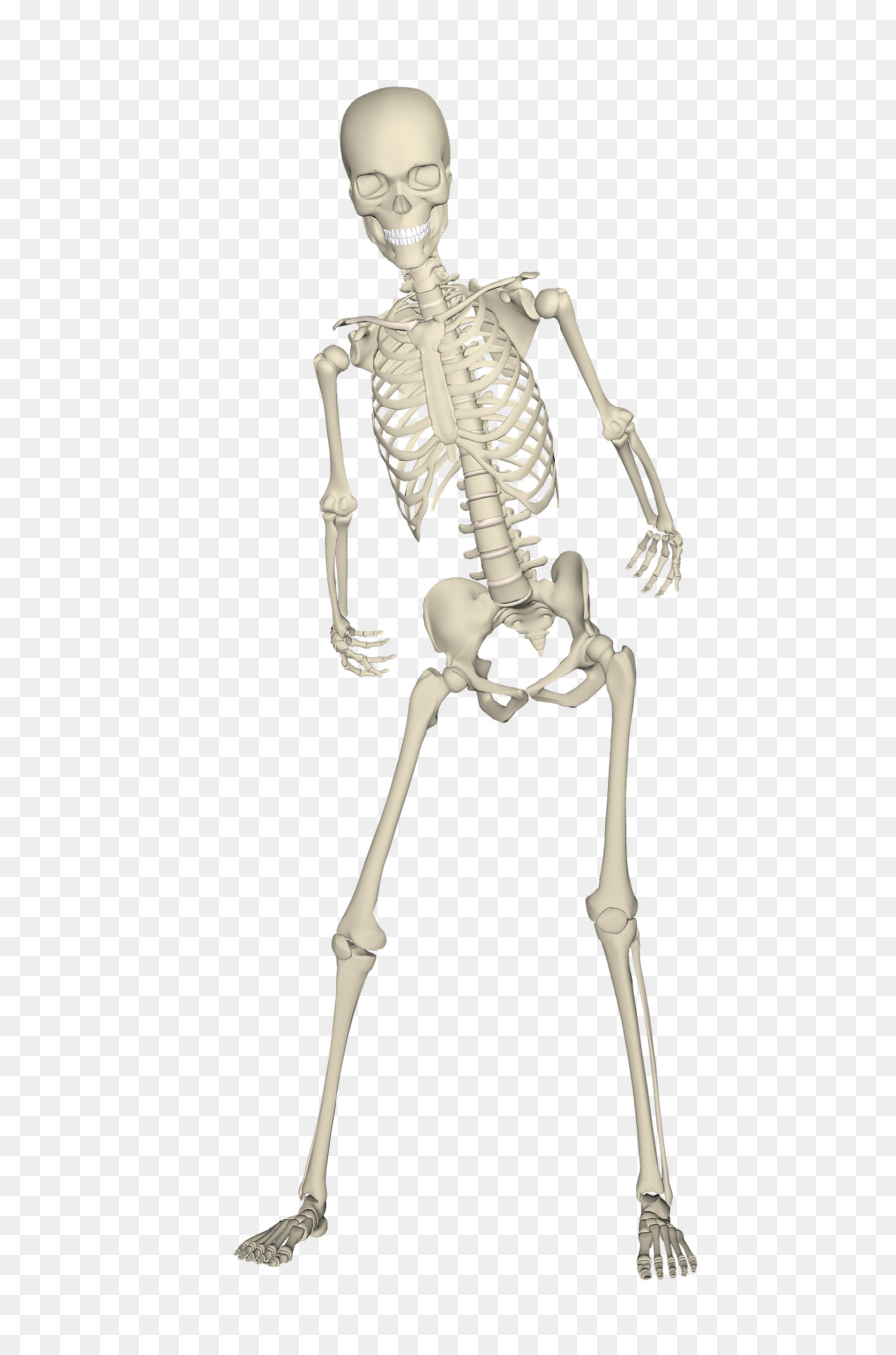 Esqueleto Humano，Esqueleto PNG