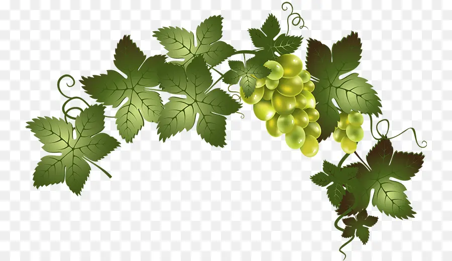 Vino，Común De La Uva De La Vid PNG