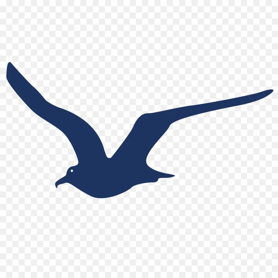 Pájaro，Vuelo PNG