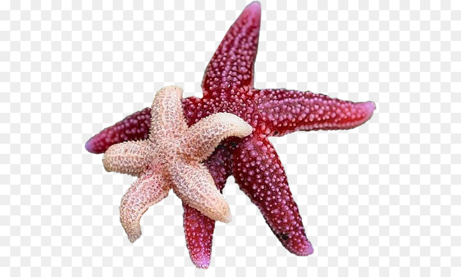 Estrella De Mar，Los Equinodermos PNG