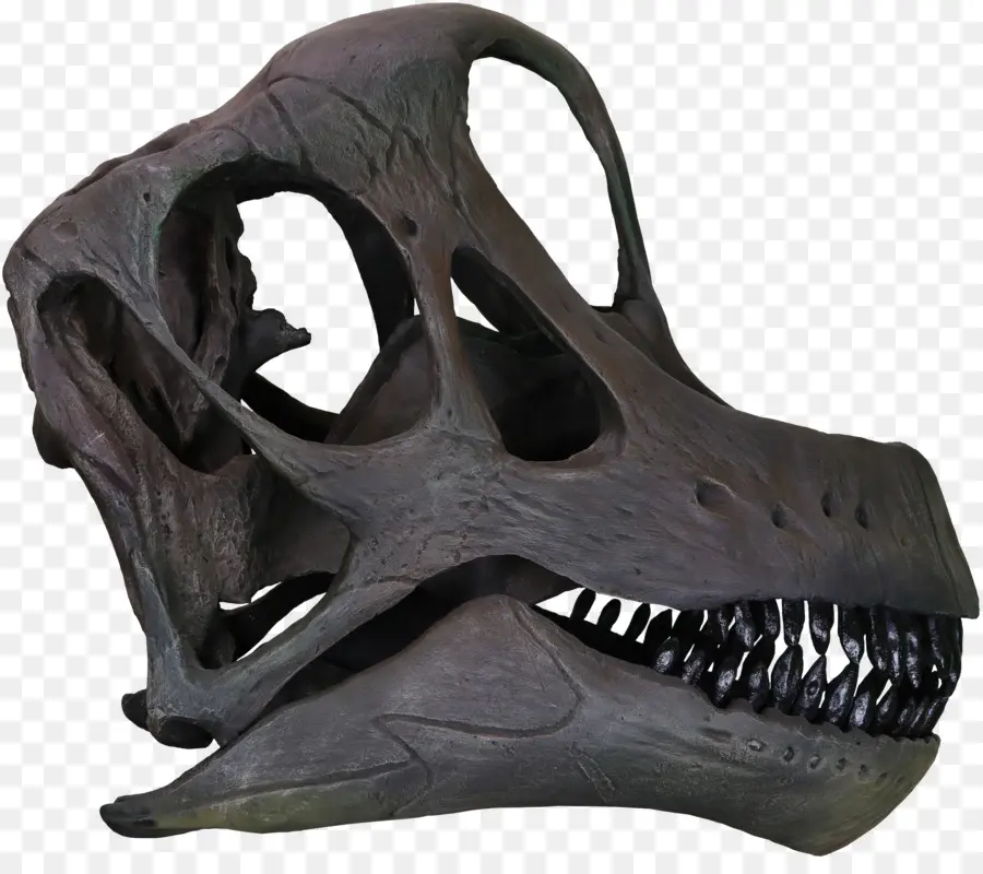 Cráneo De Dinosaurio，Esqueleto PNG