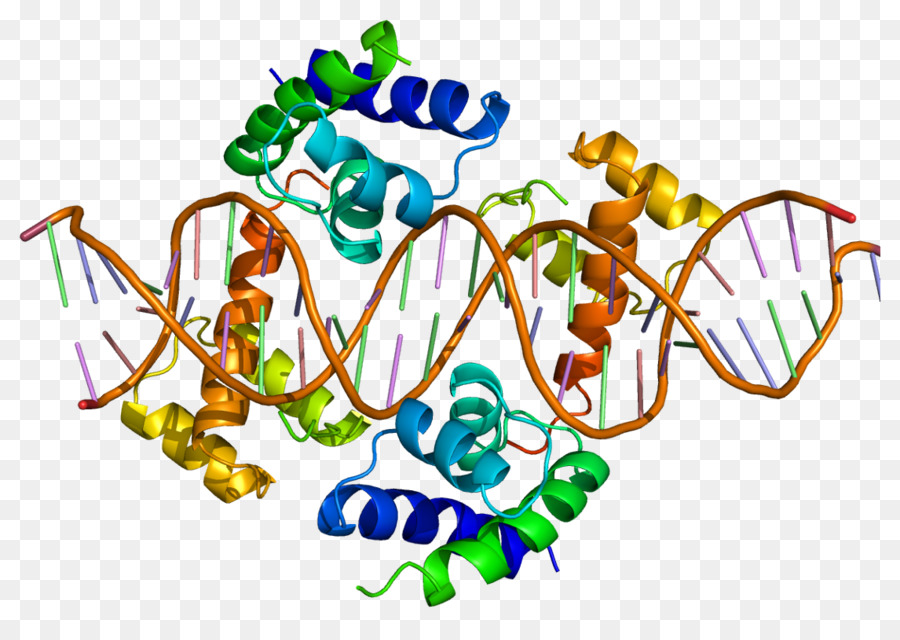 Pituitaryspecific Positivo Factor De Transcripción 1，Factor De Transcripción PNG