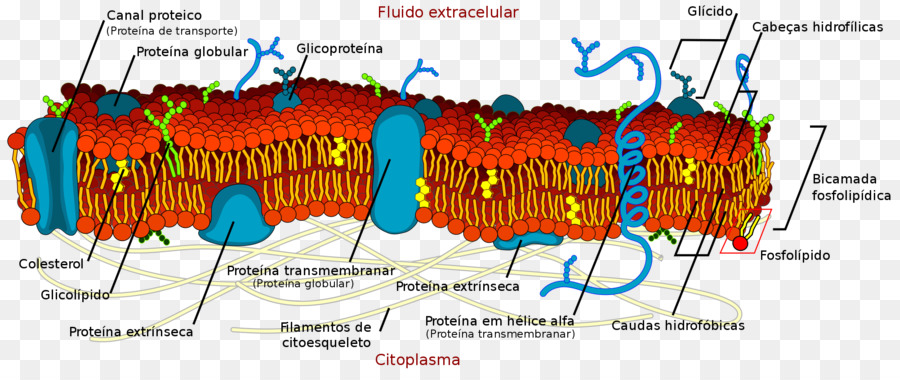 Las Membranas De Las Células，Las Membranas Biológicas PNG