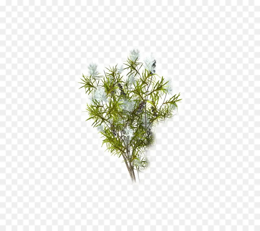 Planta De árbol De Té，árbol PNG