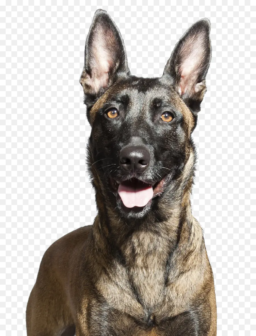 Malinois Perro，Pastor Alemán PNG