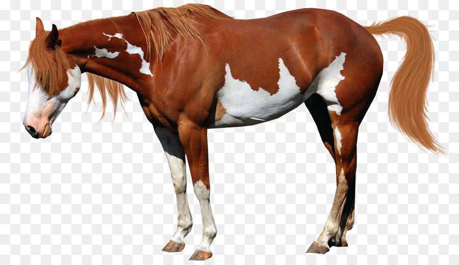 Caballo Marrón，Potro PNG