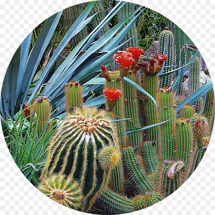 Tucson Botanical Gardens，El Jardín Botánico Del Desierto PNG