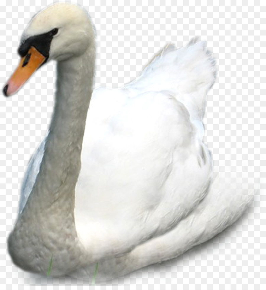 Cygnini，Pato PNG